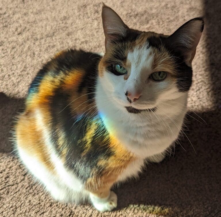 Whiskers, the calico cat who inspired Calico Systems
