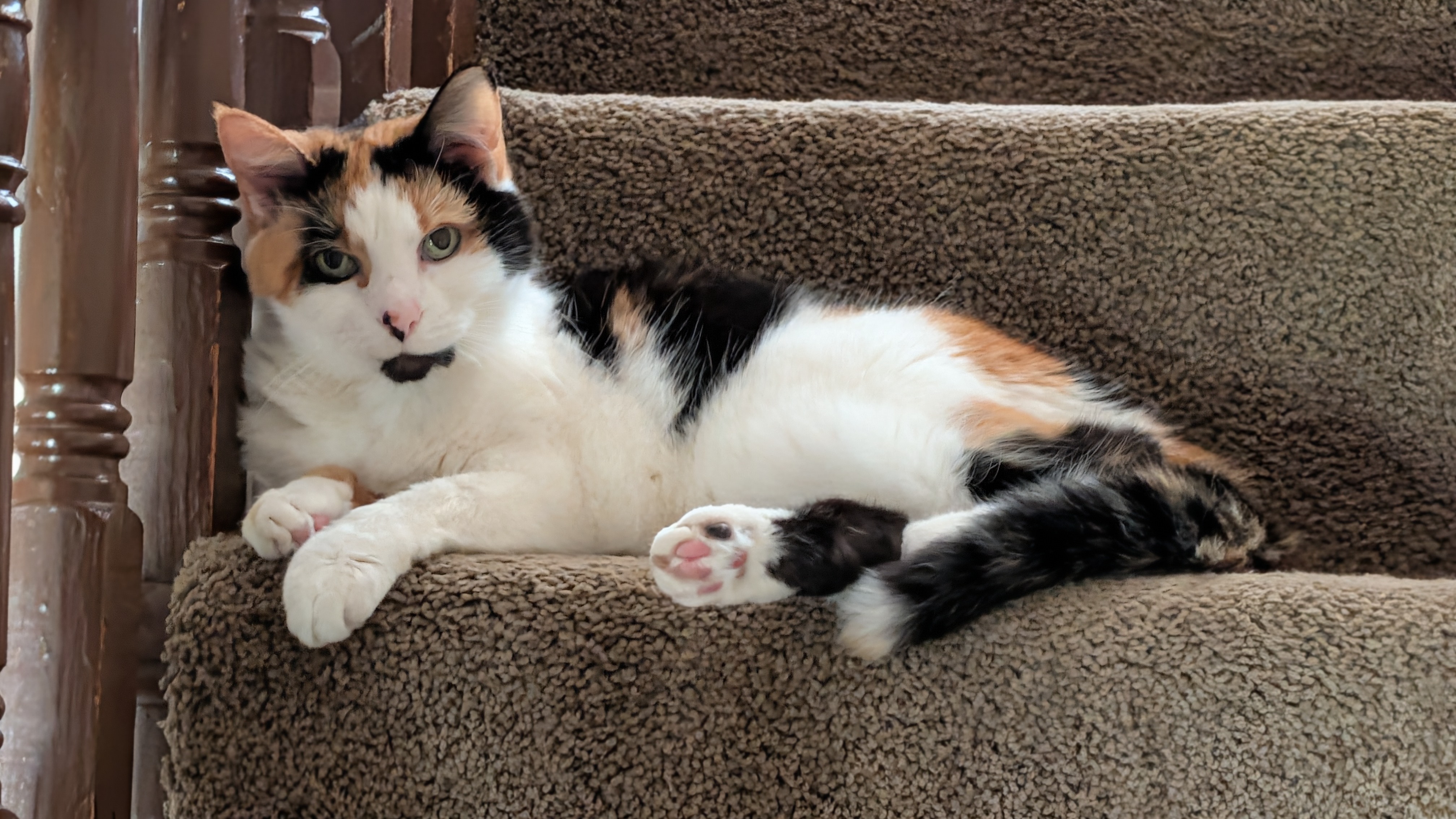 Whiskers, the calico cat who inspired our name and unique approach